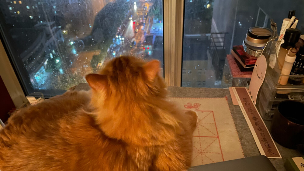 和猫猫看雨