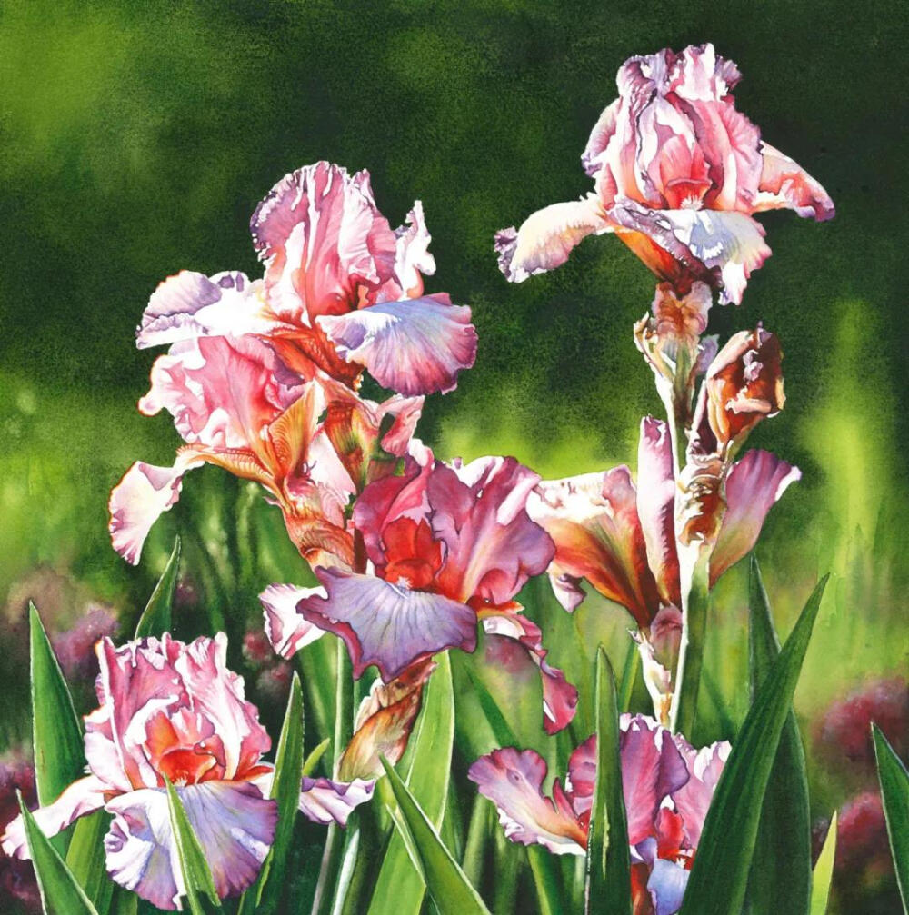 画师：Marney Ward