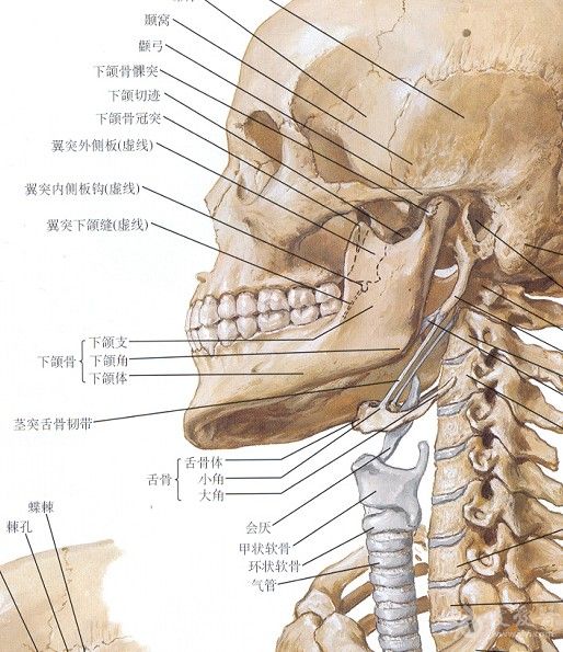 颈突的位置图片图片