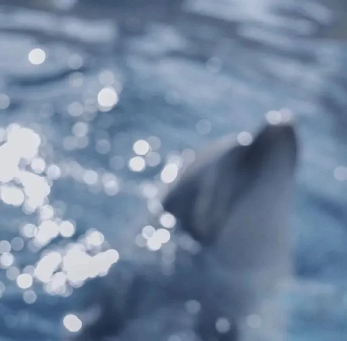 cr.39MySteryLover
宮脇咲良