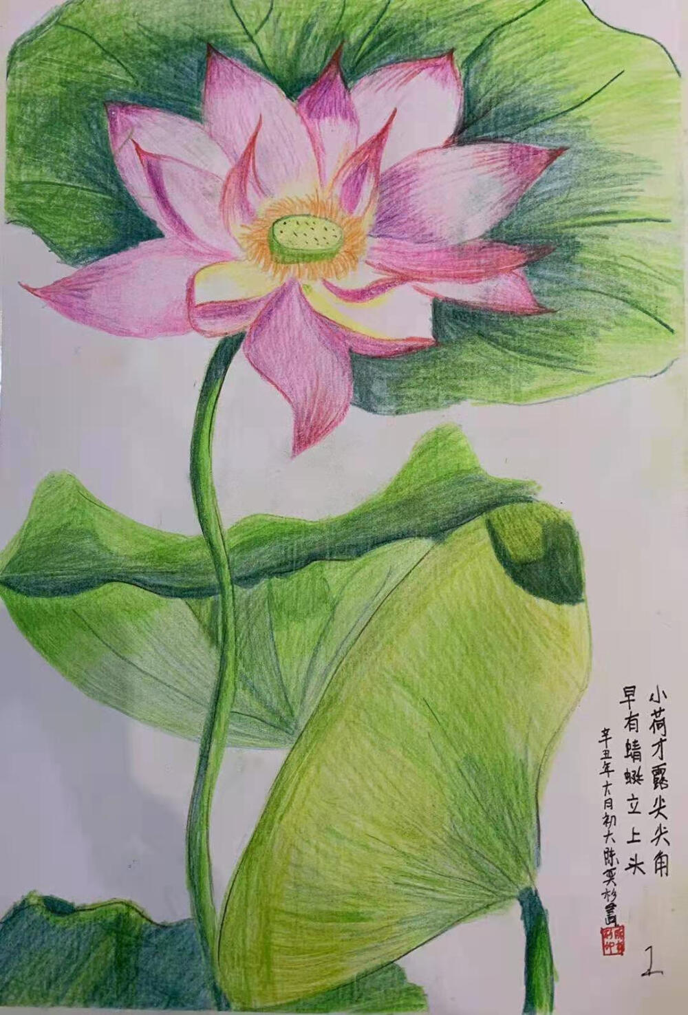 艺彩时光 《彩色铅笔荷花》