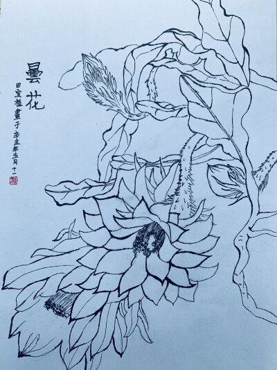 艺彩时光 《彩色铅笔荷花》