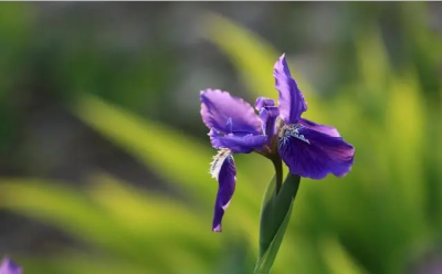 鸢尾（学名：Iris tectorum Maxim. ）又名：蓝蝴蝶、紫蝴蝶、扁竹花等，属百合目、鸢尾科、鸢尾属多年生草本，根状茎粗壮，直径约1cm，斜伸；叶长15~50cm，宽1.5~3.5cm，花蓝紫色，直径约10cm；蒴果长椭圆形或倒卵形…