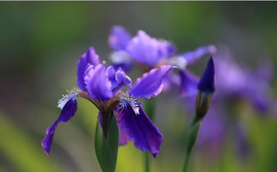 鸢尾（学名：Iris tectorum Maxim. ）又名：蓝蝴蝶、紫蝴蝶、扁竹花等，属百合目、鸢尾科、鸢尾属多年生草本，根状茎粗壮，直径约1cm，斜伸；叶长15~50cm，宽1.5~3.5cm，花蓝紫色，直径约10cm；蒴果长椭圆形或倒卵形…