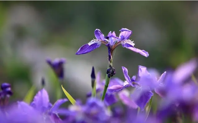 鸢尾（学名：Iris tectorum Maxim. ）又名：蓝蝴蝶、紫蝴蝶、扁竹花等，属百合目、鸢尾科、鸢尾属多年生草本，根状茎粗壮，直径约1cm，斜伸；叶长15~50cm，宽1.5~3.5cm，花蓝紫色，直径约10cm；蒴果长椭圆形或倒卵形，长4.5~6cm，直径2~2.5cm。原产于中国中部以及日本，主要分布在中国中南部。可供观赏，花香气淡雅，可以调制香水，其根状茎可作中药，全年可采，具有消炎作用。