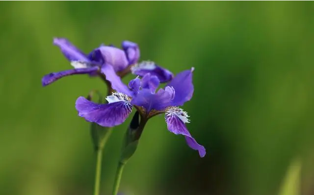 鸢尾（学名：Iris tectorum Maxim. ）又名：蓝蝴蝶、紫蝴蝶、扁竹花等，属百合目、鸢尾科、鸢尾属多年生草本，根状茎粗壮，直径约1cm，斜伸；叶长15~50cm，宽1.5~3.5cm，花蓝紫色，直径约10cm；蒴果长椭圆形或倒卵形，长4.5~6cm，直径2~2.5cm。原产于中国中部以及日本，主要分布在中国中南部。可供观赏，花香气淡雅，可以调制香水，其根状茎可作中药，全年可采，具有消炎作用。
