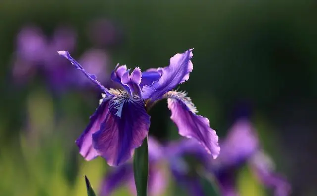 鸢尾（学名：Iris tectorum Maxim. ）又名：蓝蝴蝶、紫蝴蝶、扁竹花等，属百合目、鸢尾科、鸢尾属多年生草本，根状茎粗壮，直径约1cm，斜伸；叶长15~50cm，宽1.5~3.5cm，花蓝紫色，直径约10cm；蒴果长椭圆形或倒卵形，长4.5~6cm，直径2~2.5cm。原产于中国中部以及日本，主要分布在中国中南部。可供观赏，花香气淡雅，可以调制香水，其根状茎可作中药，全年可采，具有消炎作用。