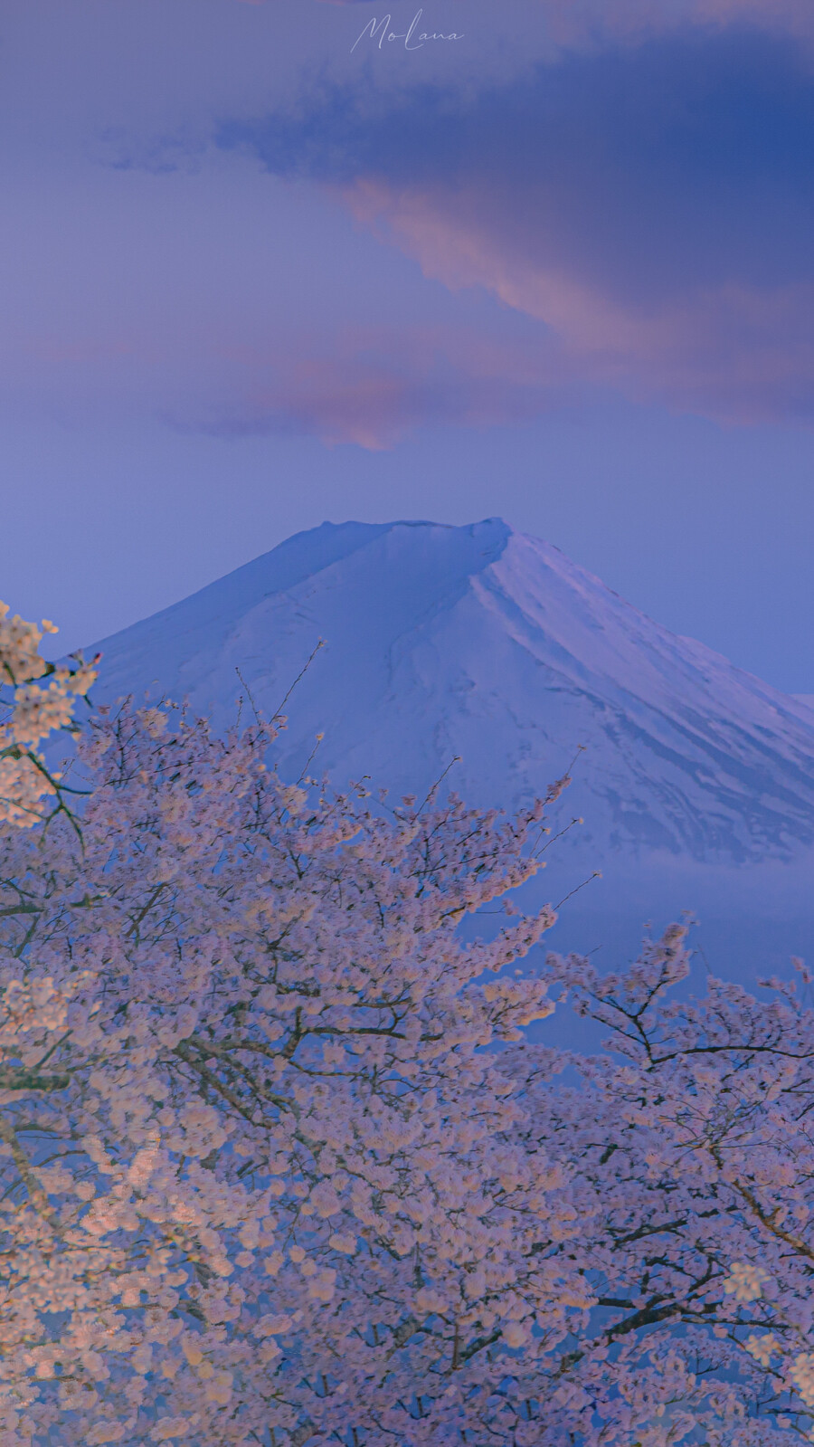 桜と富士山