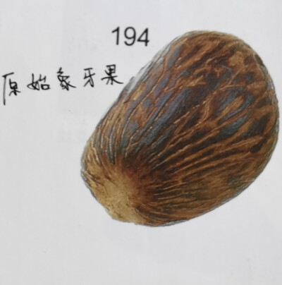 194.原始象牙果菩提:这是菩提子中最大的一一种，原产地是非洲，属于角质树籽