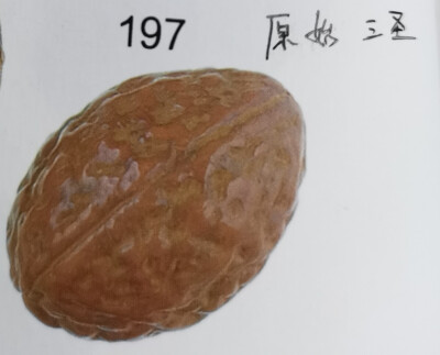 197.原始三圣菩提:这种三圣菩提未做打磨只是稍加抛光，凹凸的纹理清晰可见。
