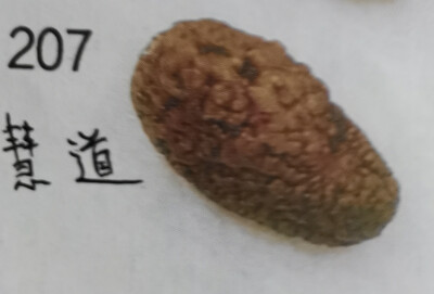 207.慧道菩提:古老智慧的结晶，暗道沟壑相互连通，一种沉积的美。