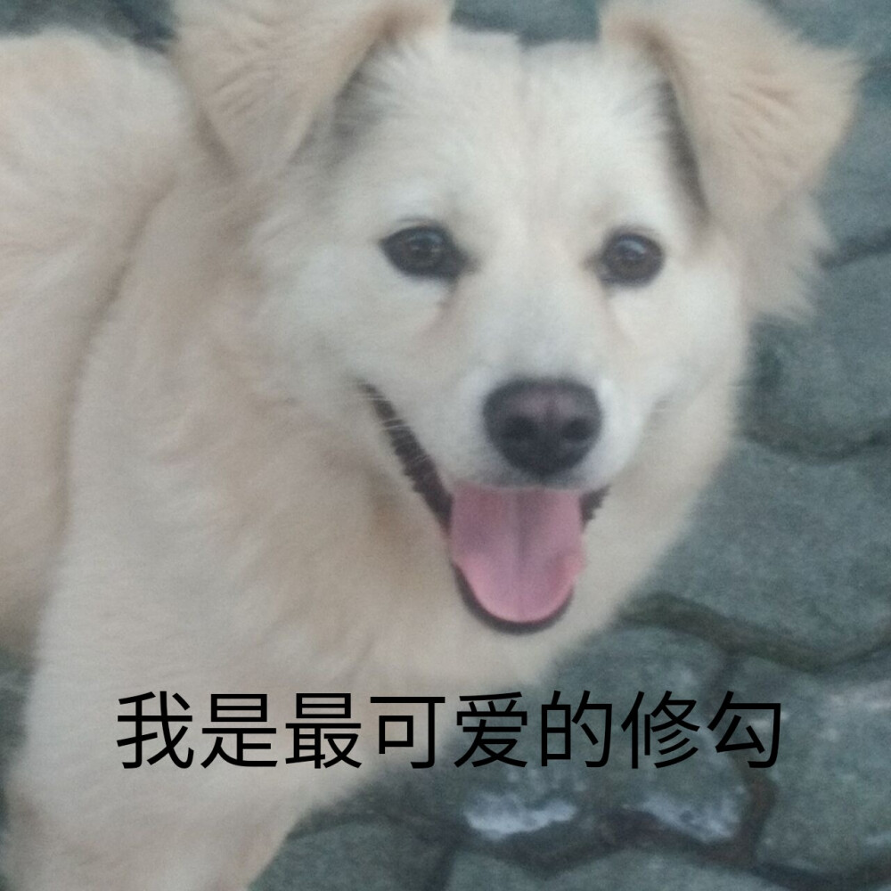 狗狗表情包