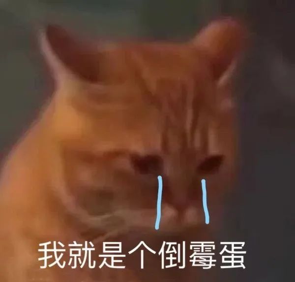 猫咪