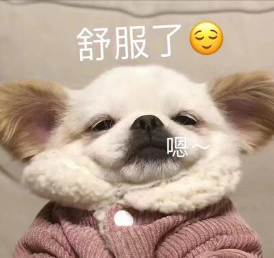 表情包 孤寡 我要开始叫了