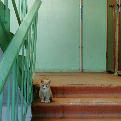 楼梯口的猫