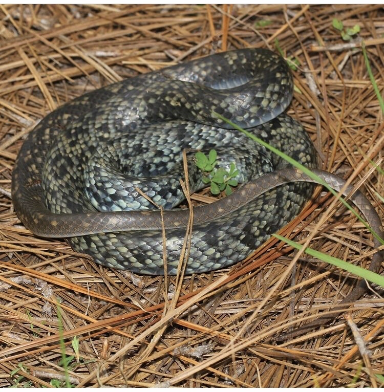 缢缩游蛇花斑亚种
