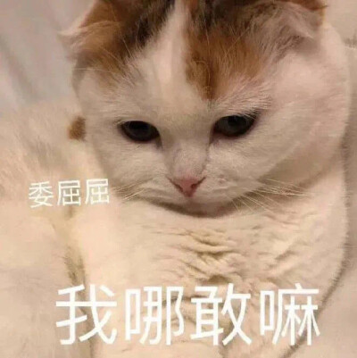  『阿猫阿狗沙雕表情包』
图源网络 可补充至评论区
素质取图！！！