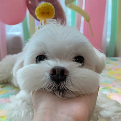 Maltese 马尔济斯犬