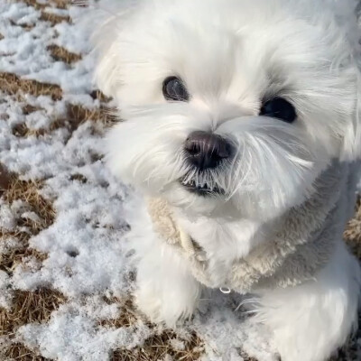 Maltese 马尔济斯犬