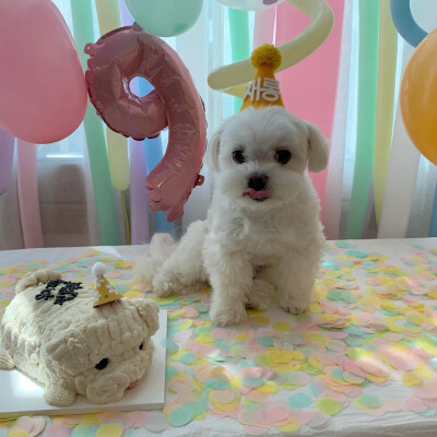 Maltese 马尔济斯犬