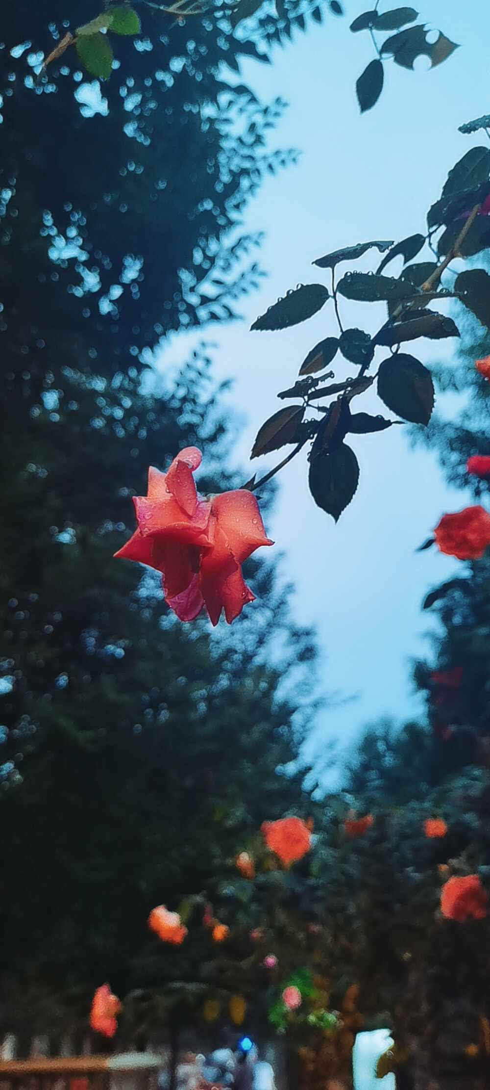 医院门口的花花