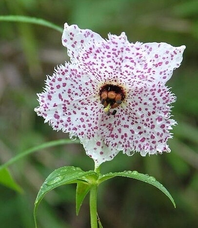 豹子花