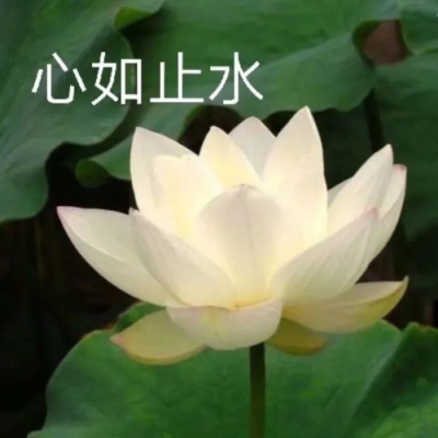 莲花