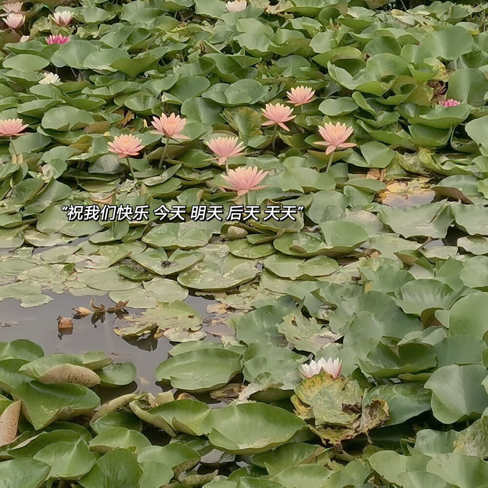 荷花池