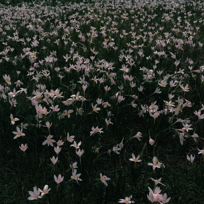 花草香气