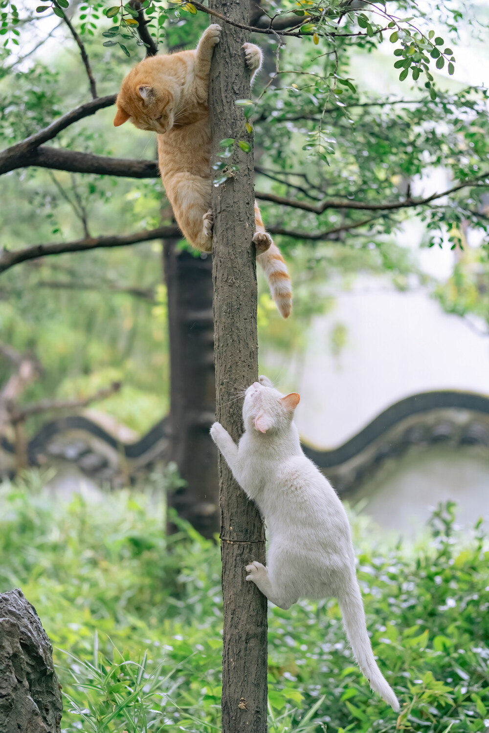 岁月静安，因为有喵～
|猫咪壁纸|高清壁纸|萌宠壁纸头像|