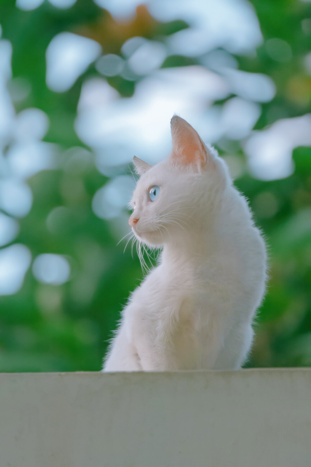 你且迷这风浪，永远二十赶朝暮~
|猫猫头像壁纸|高清壁纸|萌宠|