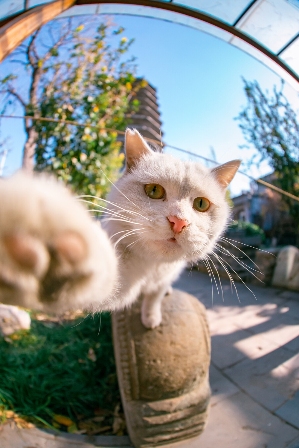 你且迷这风浪，永远二十赶朝暮~
|猫猫头像壁纸|高清壁纸|萌宠|