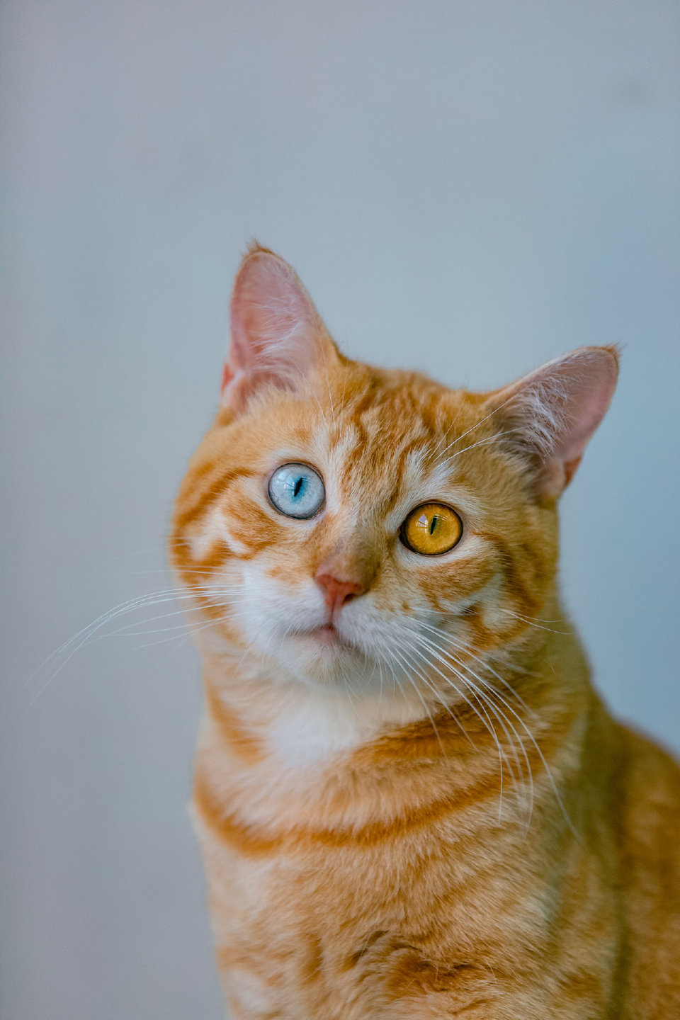 锦鲤之猫～ 橘白异瞳也太好看了吧！
|高清壁纸|猫猫壁纸|萌宠壁纸头像|