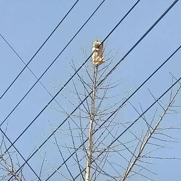 有大病不明显情侣头像