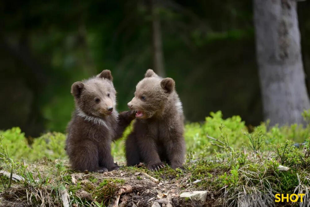 春天的小熊挪威的森林图片
