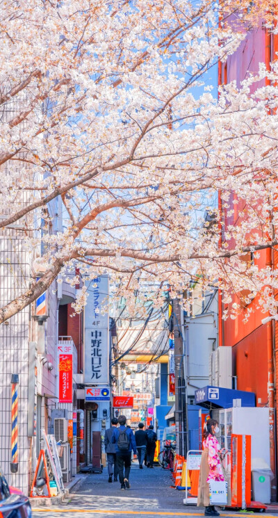 人间芳菲季