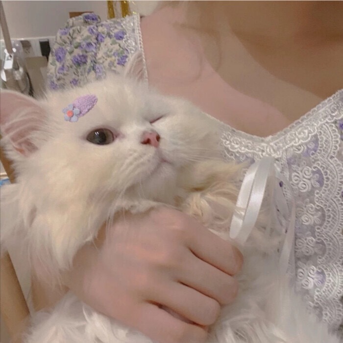 女生头像 抱猫