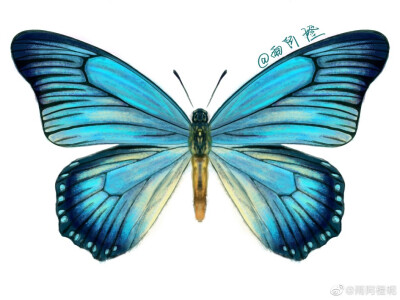原创•板绘水彩蝴蝶