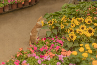 花草壁纸