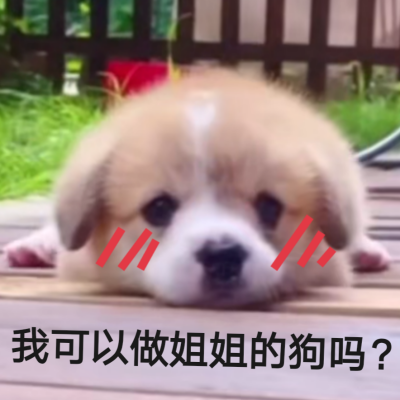 狗子表情包