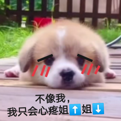 狗子表情包