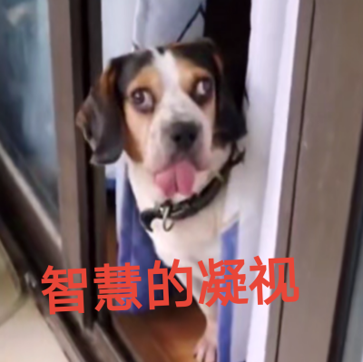 狗子表情包