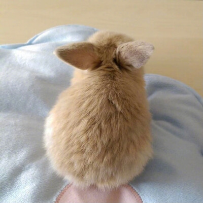 小兔子