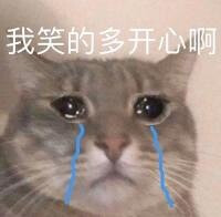 哭泣猫猫表情包