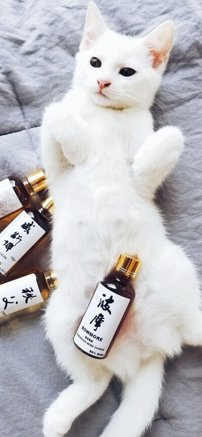 萌宠猫咪壁纸