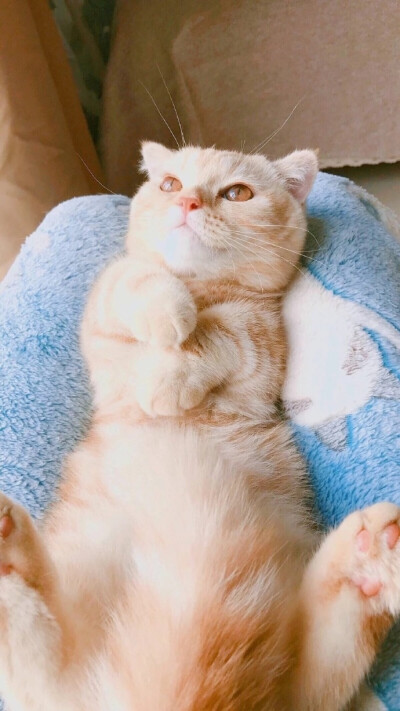 萌宠猫咪壁纸