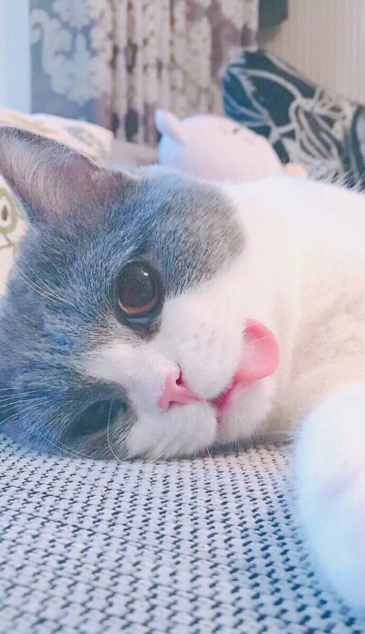 萌宠猫咪壁纸