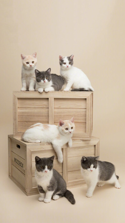 萌宠猫咪壁纸