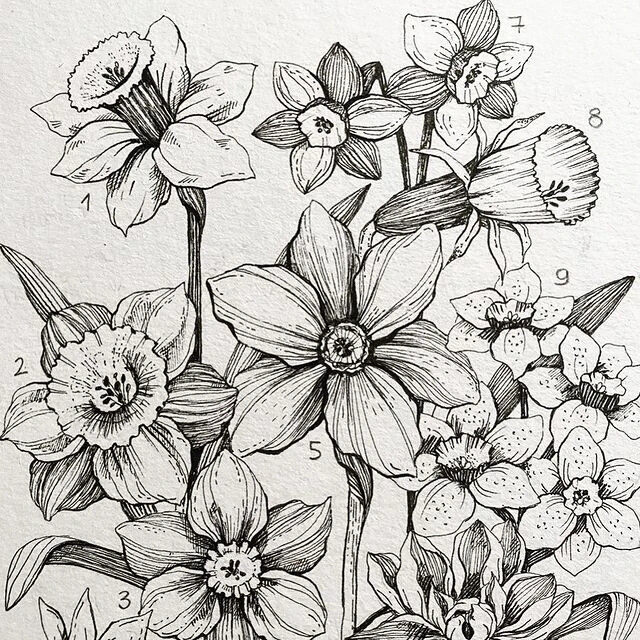 线描花卉