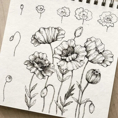 线描花卉